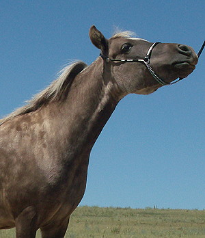 Kisses 8-11 Head w.JPG